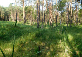 Borkovická blata